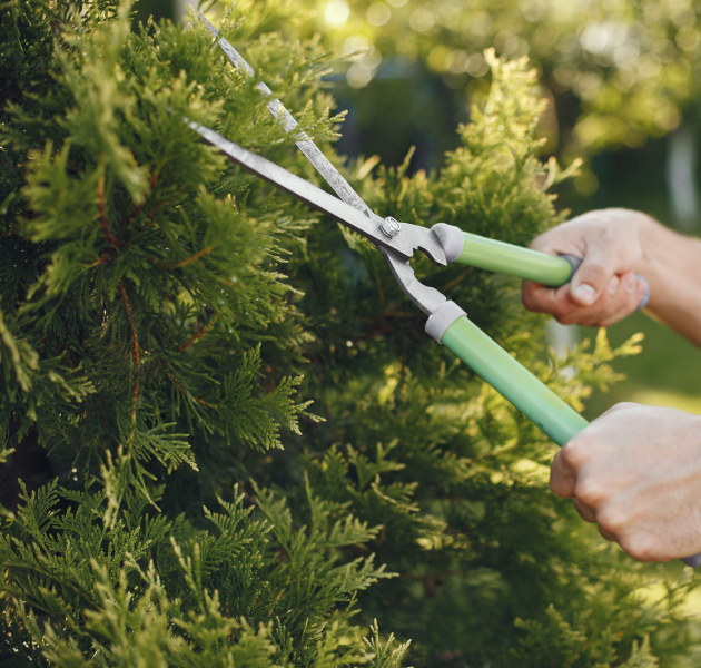 Man trimming bough of brush. guy works in a backyard Man trimming bough of brush. guy works in a backyard.<br />